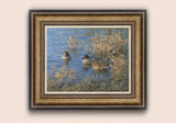 Wildfowl - Trio of Teal Duck - Framed Print, Bronze