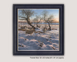 Framed picture of black faced sheep in snow