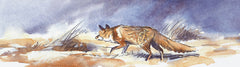 "Stalking Fox" Print