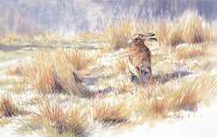 Brown hare sitting in sun picture