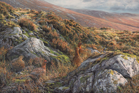 "On Alert" Red Grouse Covey
