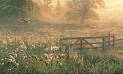 Picture of barn owl over summer grass heads