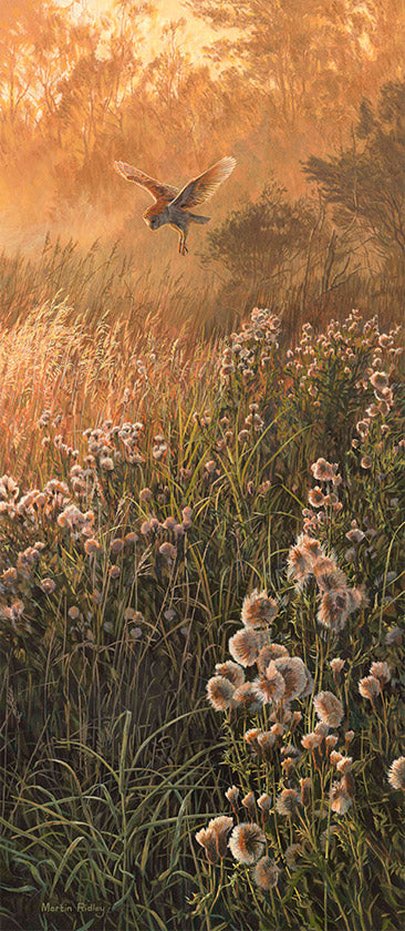 Picture of barn owl over thistles print