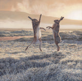 Picture of Boxing Hares by Artist Martn Ridley - Wildlife art print