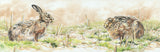 Pair of brown hares in kale field picture