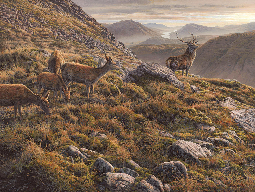 Picture of red deer in scottish mountains