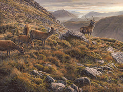 Picture of red deer in scottish mountains