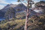Red deer hinds amongst scots pines with a mountain view of Slioch and Loch Maree