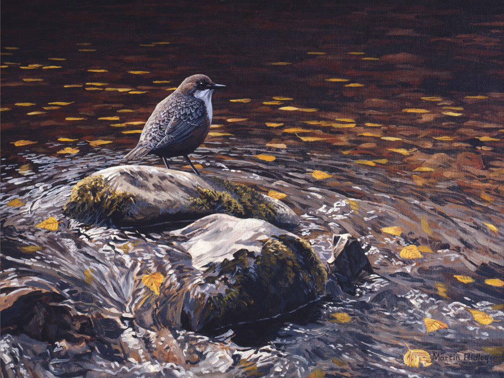 Picture of Dipper perched mid stream