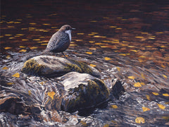 Picture of Dipper perched mid stream