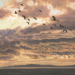 Wildfowl Picture of Geese in Flight at Sunset. Pink-footed Geese Print