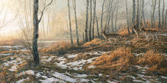 Picture of fallow bucks in autumn woodland