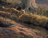 "At the Earth" Red fox print for sale available as a framed print or loose.