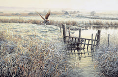 Print of barn owl hovering over frosty grass - picture by Martin Ridley