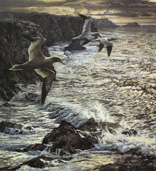 Gannets in flight over coast picture for sale