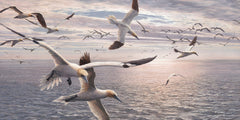 Flying gannet print for sale - Gannets diving pictures