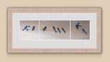 Framed print of swallows gathering 