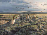 Pink-footed geese flying in to the marsh at Wigtown Bay. Wildfowl art print.