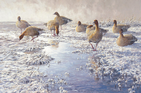 "Frozen Puddle" Pink-footed Goose Print