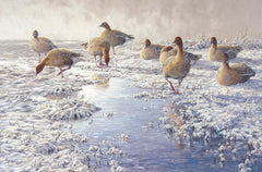 "Frozen Puddle" Pink-footed Goose Print by Wildfowl Artist Martin Ridley