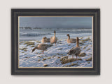 Winter wildfowling framed print by Martin Ridley - resting pink-footed geese on snow