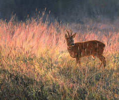 Artwork of roe buck in summer grass