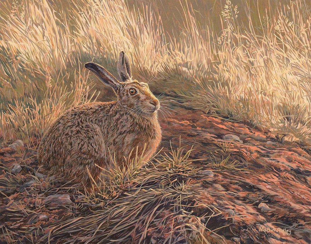 Golden Evening Brown Hare