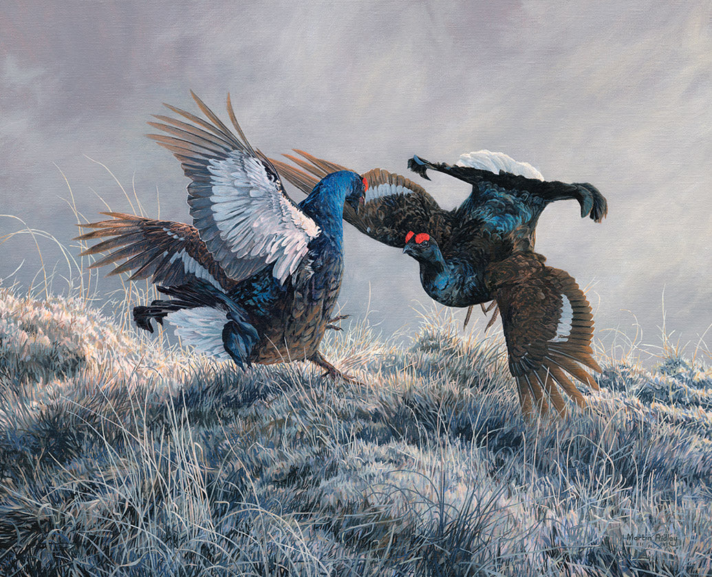 Picture of a pair of sparring black grouse