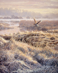 Hovering barn owl print for sale by bird artist Martin Ridley