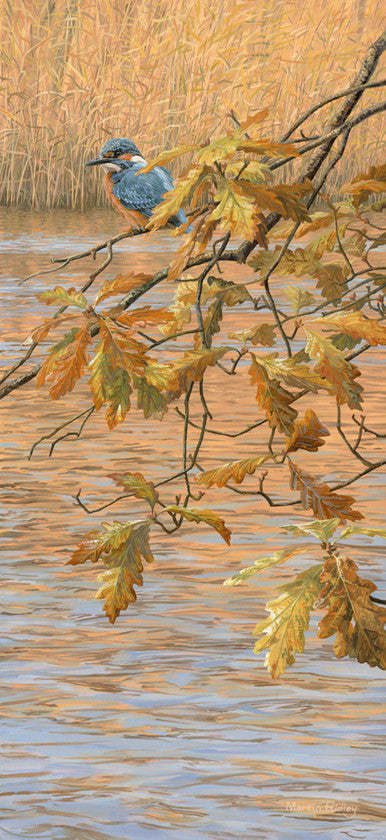 Kingfisher print from an oil painting by Martin Ridley
