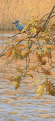 Kingfisher print from an oil painting by Martin Ridley