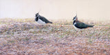 Peewit /Lapwings print from original artwork by Martin Ridley wildlife artist