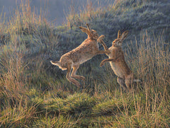 Print of spring boxing hares 