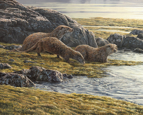 "Loch Spelve Otters" Print