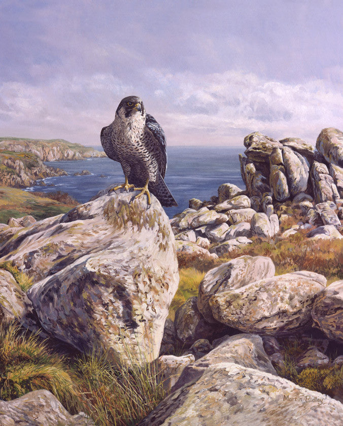 Peregrine falcon picture - from a bird of prey painting by bird artist Martin Ridley