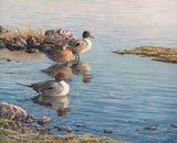 Print of a trio of Pintail ducks on the shoreline.