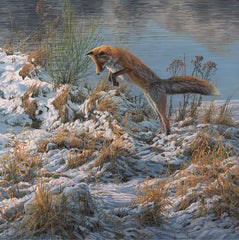 Print of a red fox pouncing into snow covered grass