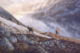 Red deer and mountain screes picture