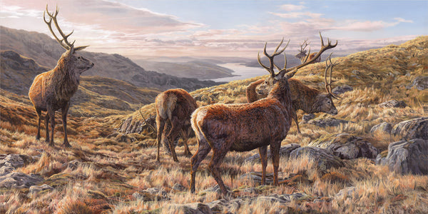 Red Stags Deer Print Stags above Loch Sunart – Aquila Art