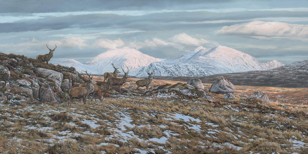 Red Deer Stags, "An Teallach"