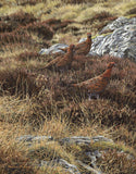 Red Grouse Prints for Sale