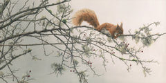 Red squirrel pictures - Wildlife print of a red squirrel by Martin Ridley