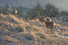 Trio of Roe Deer Picture