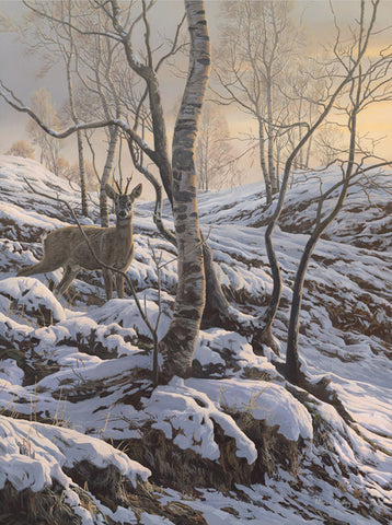 "Early Snow -  Roe Buck" Print
