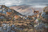 Picture of red deer stag holding his hinds in Scottish landscape