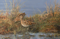 Common snipe picture