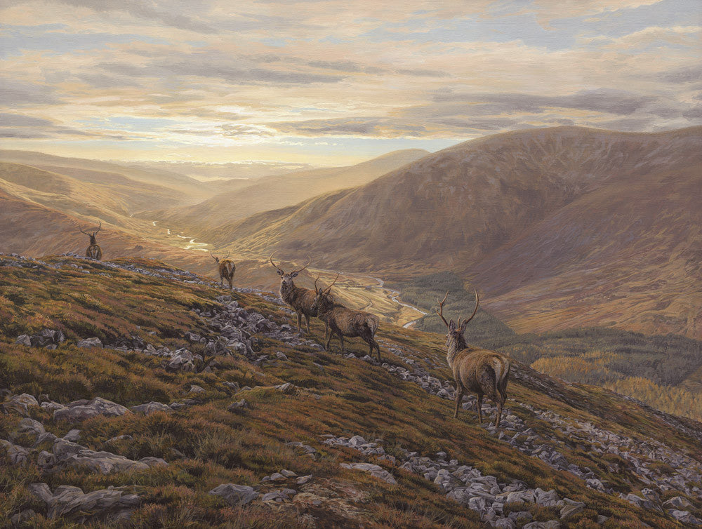 Creag nan Gabhar Red Deer Stag Picture