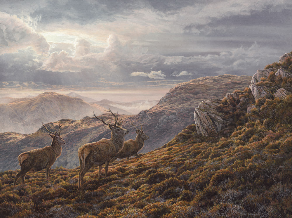 Red Deer Stags on Ben Halton