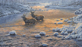 Red deer stags in snow print - from an original oil by Martin Ridley
