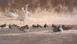 Picture of swans lapwing and pintail duck print